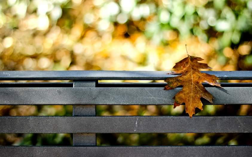 скамейка лист осень дождь скачать